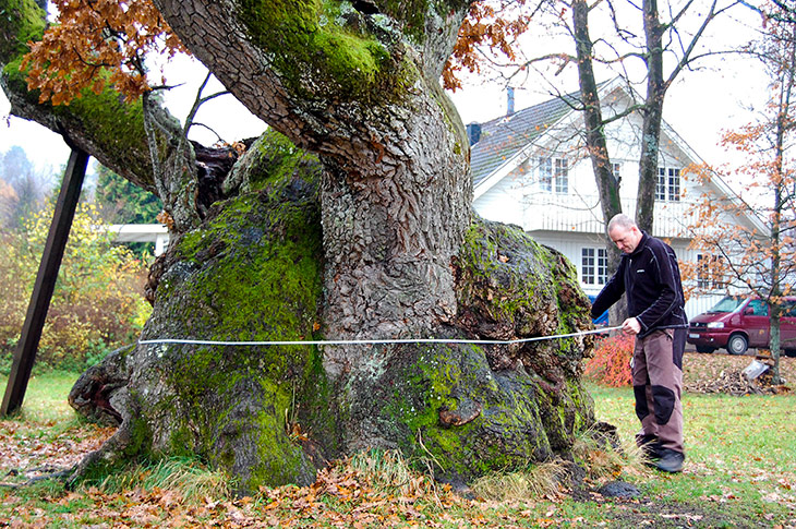 Omkretsen av Tordenskioldeika i Horten måles opp. Foto: TNT Landskap. Omkretsen av Tordenskioldeika i Horten måles opp.